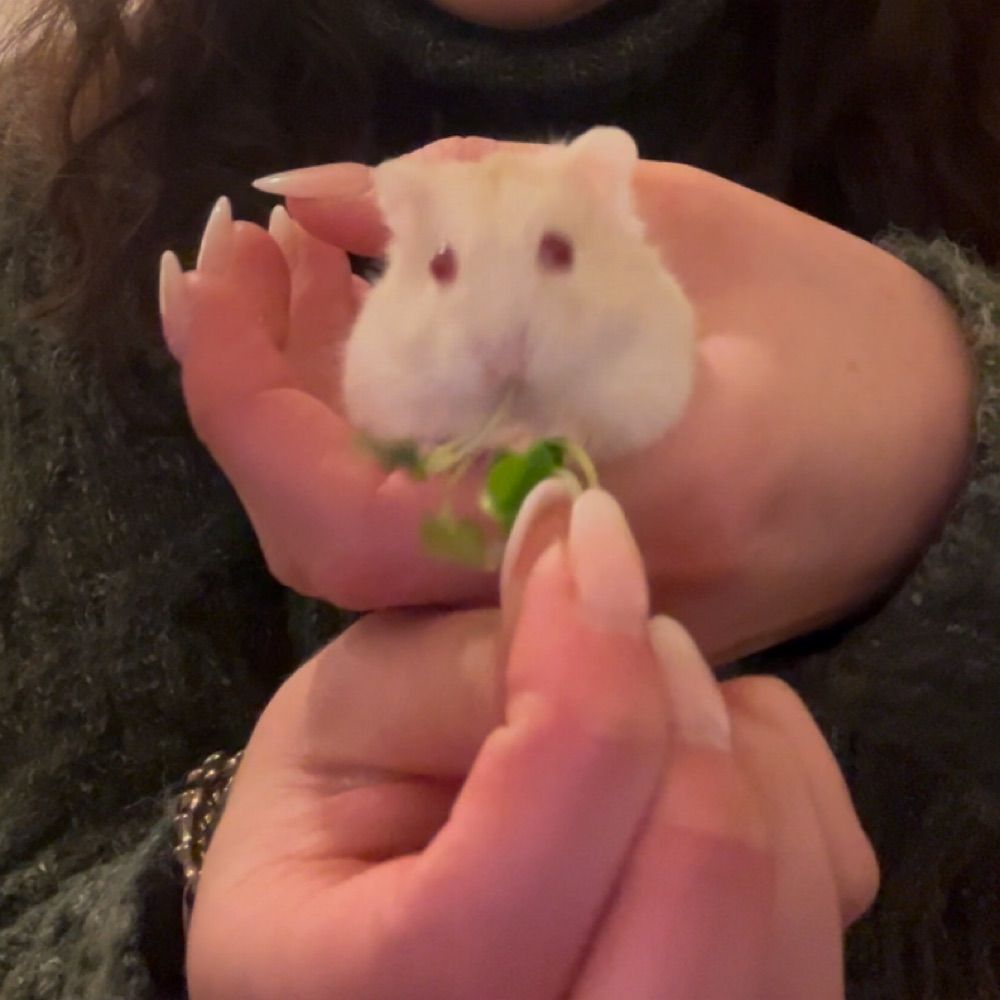 Sophia