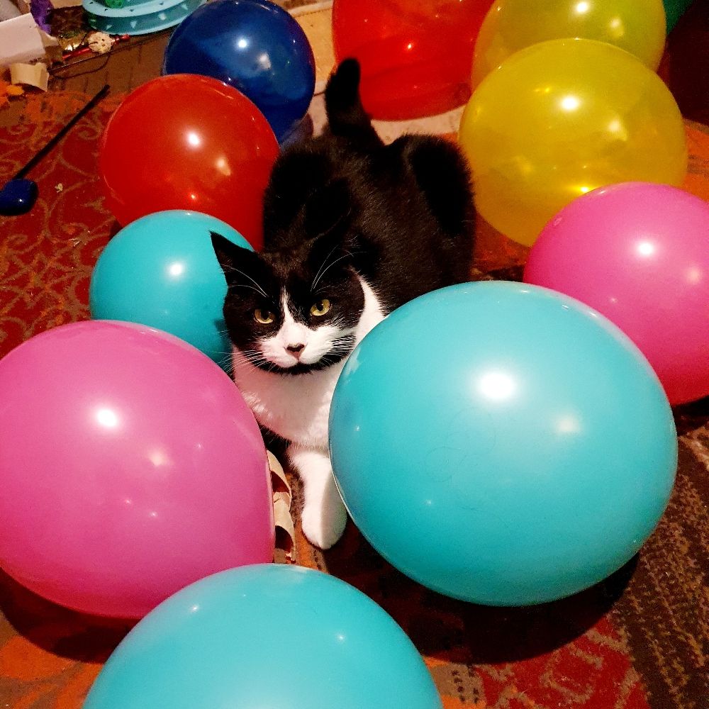 Cat Saelind