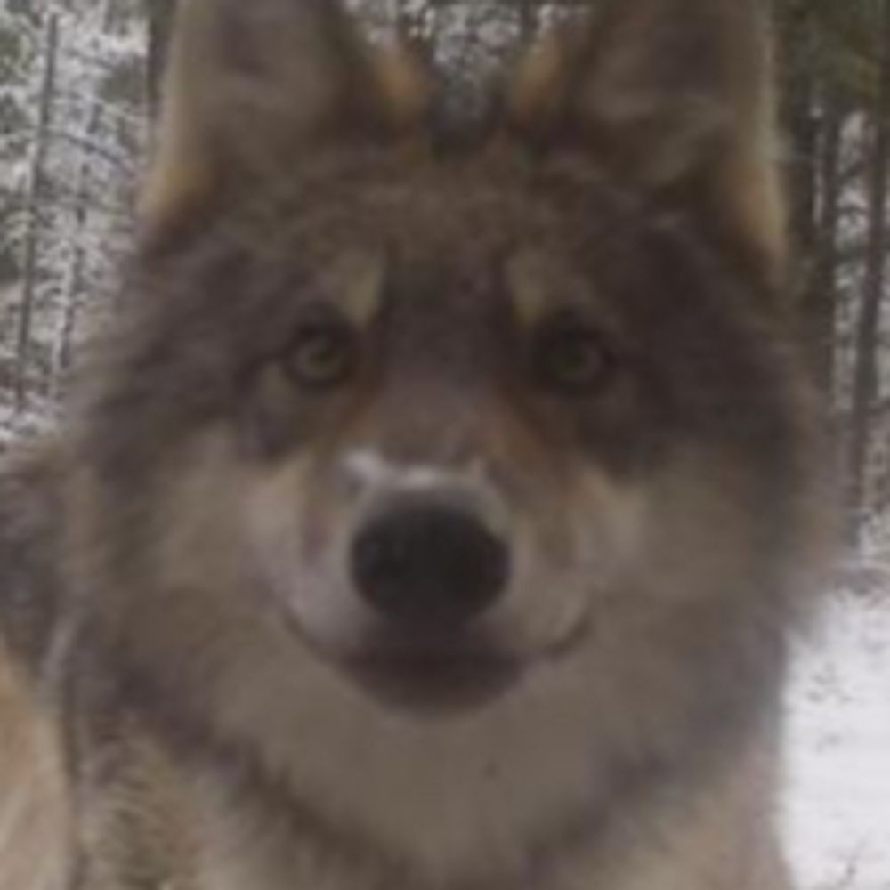 Woofer3D
