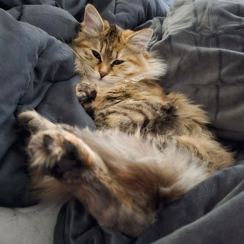 2 Floofs 1 Chonk