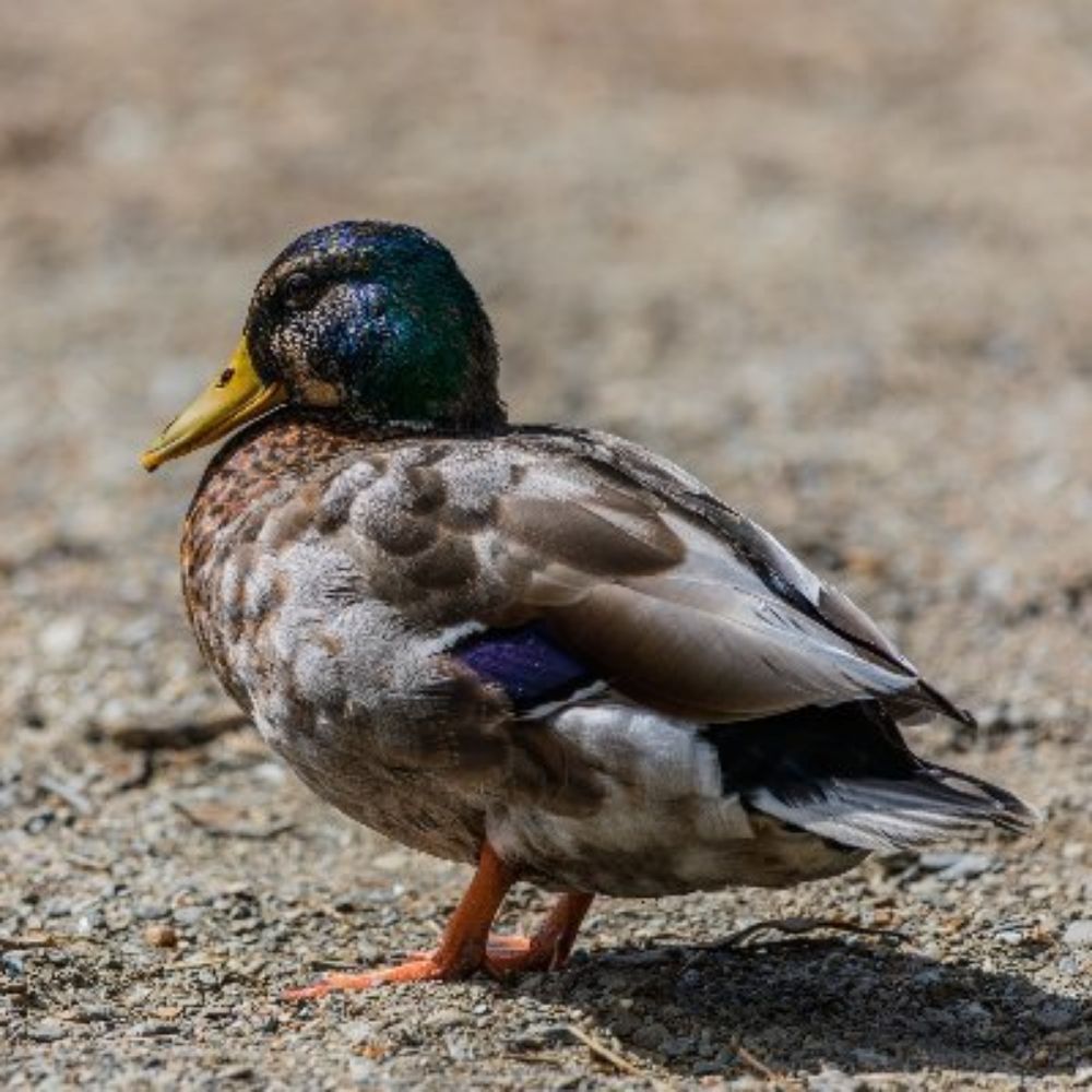 ConfigurateurManchot🦆