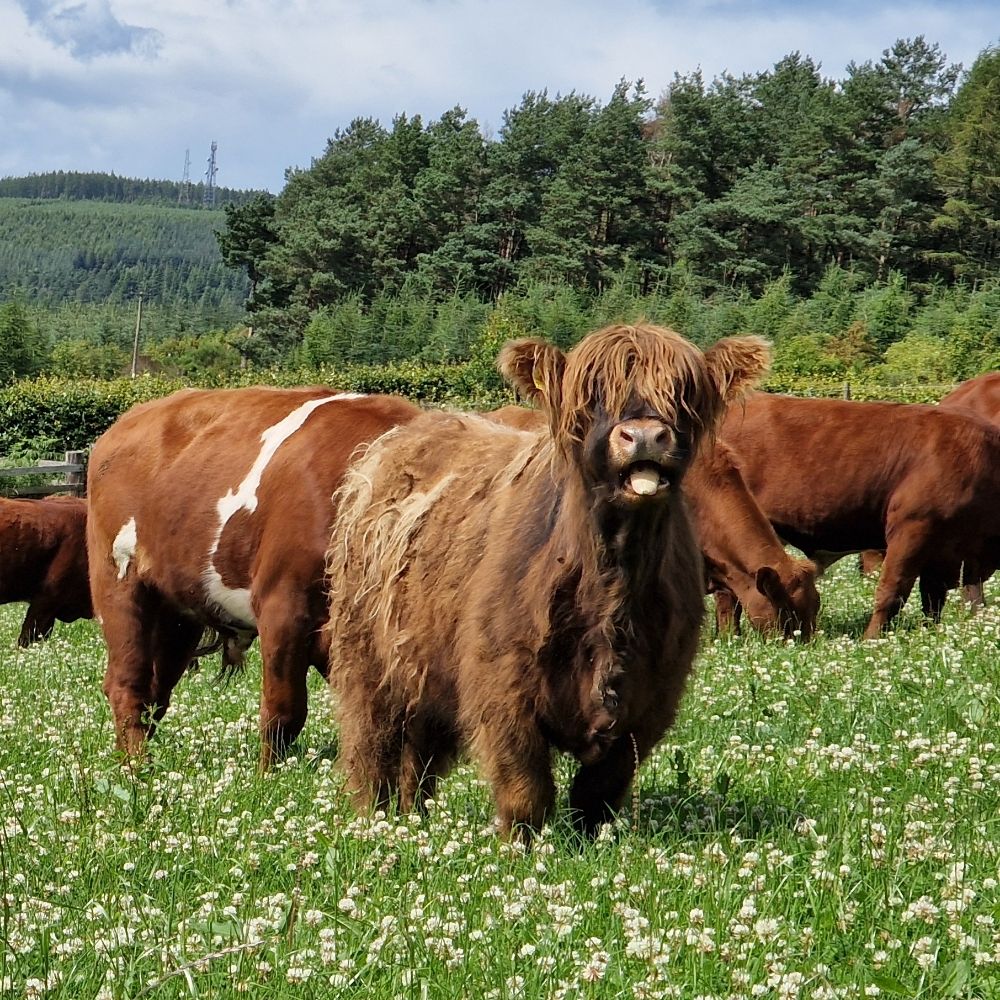 Edinvale Farm