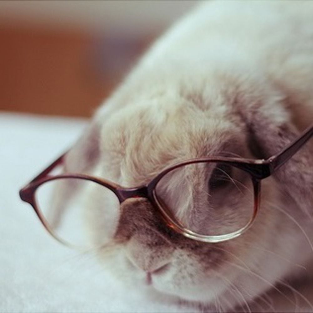 𝓩𝖆𝖓𝖈𝓛𝖎𝖋𝖊 🐰