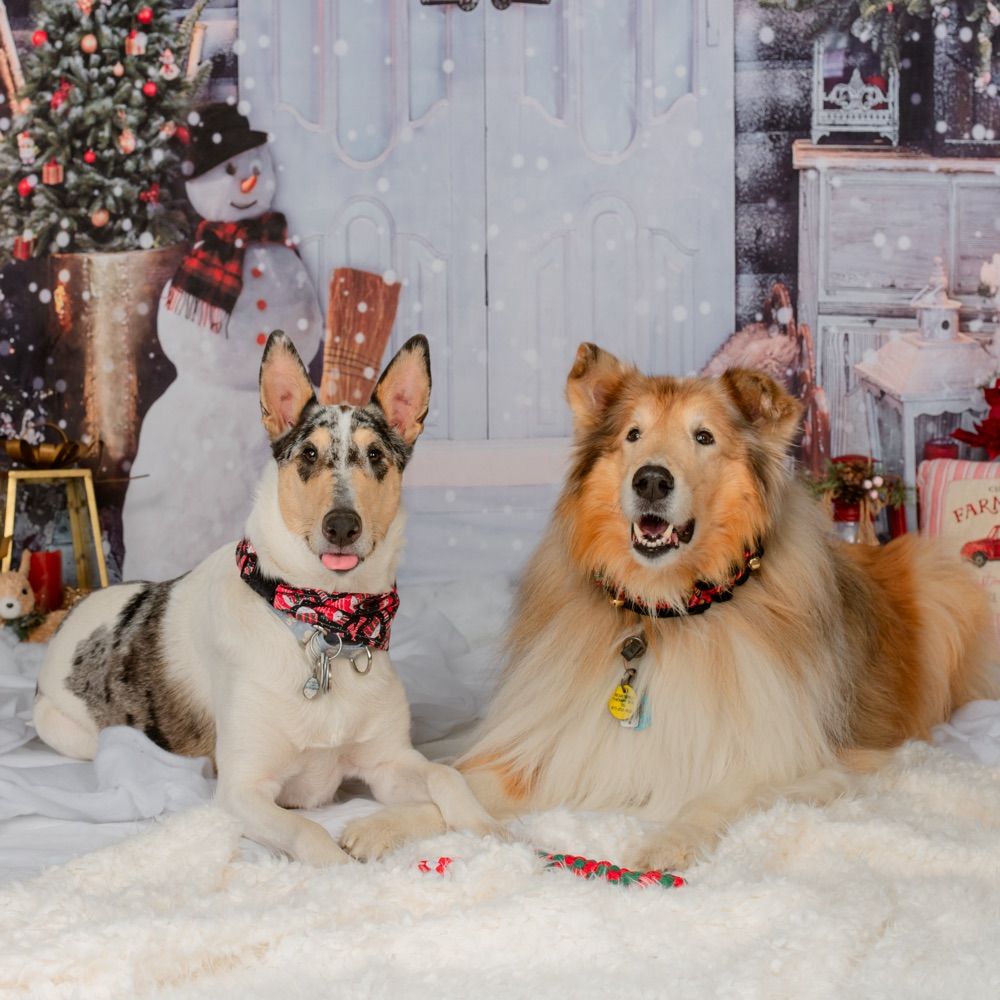 Loves collies