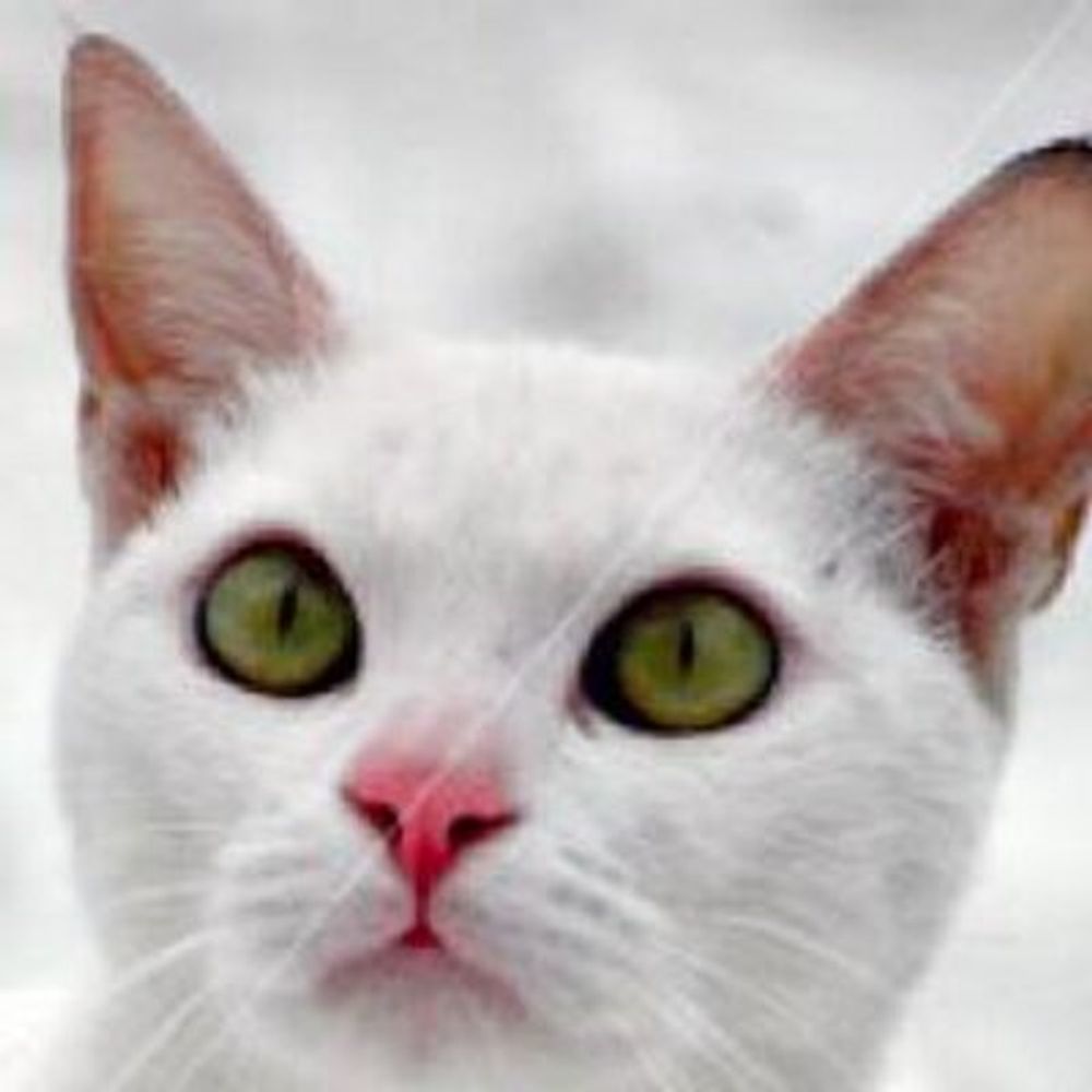 spindlewhitecat