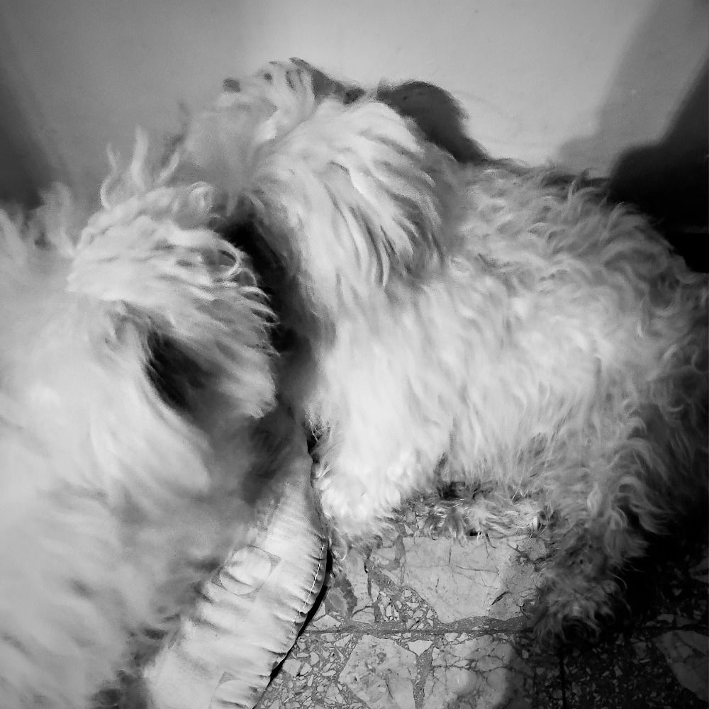 francesca &  baby Snoopy Snowy & schizzo
