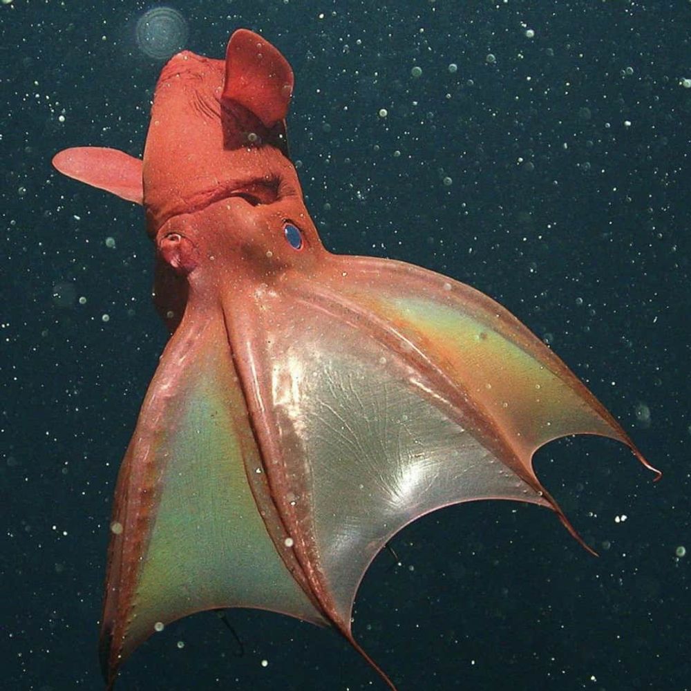 Martin 🦑