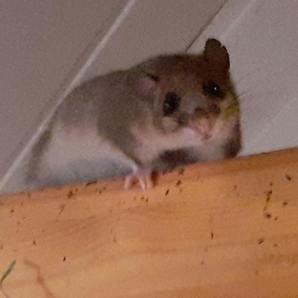 Dormouse 
