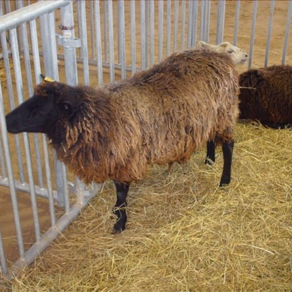 Chocolate Sheep