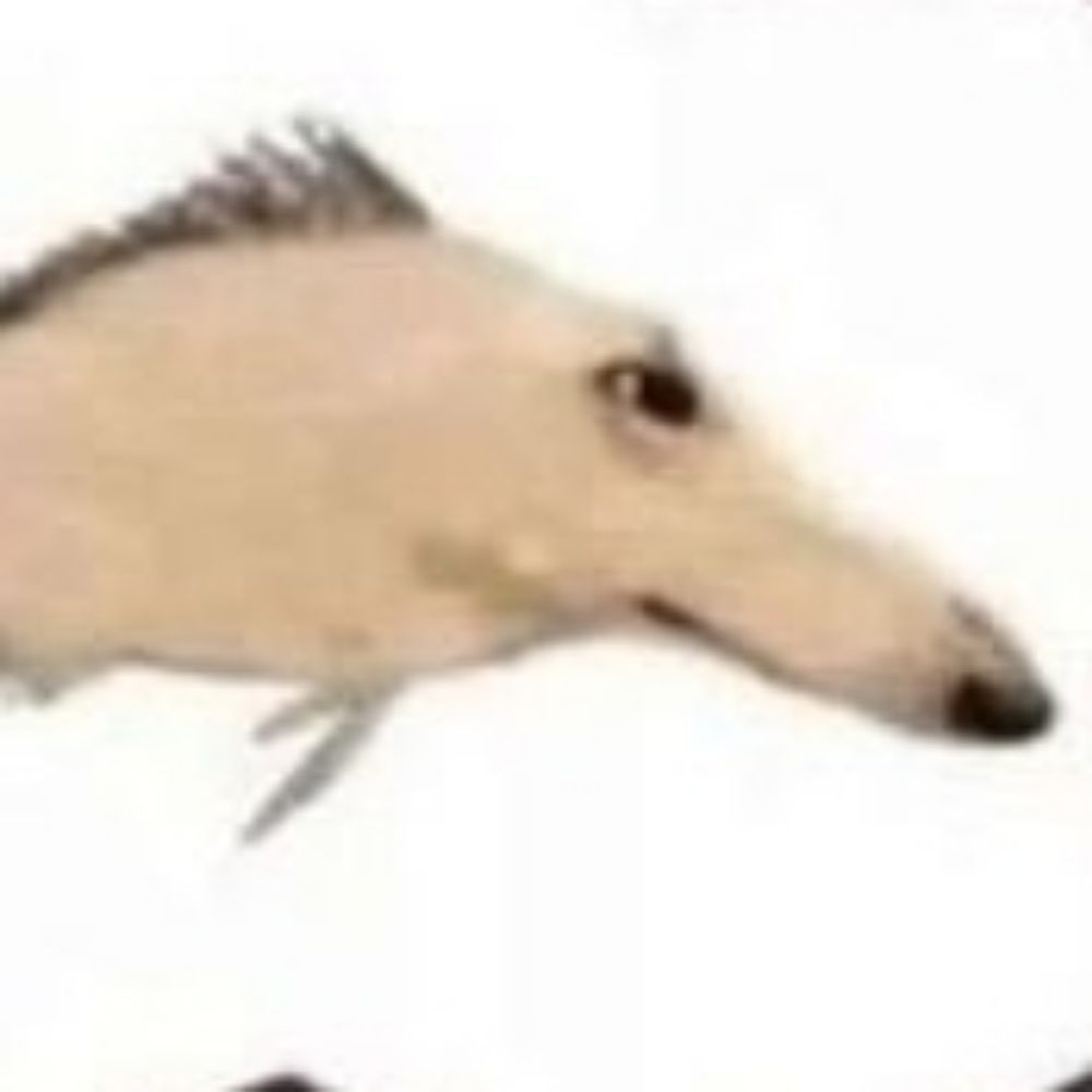 bauo
