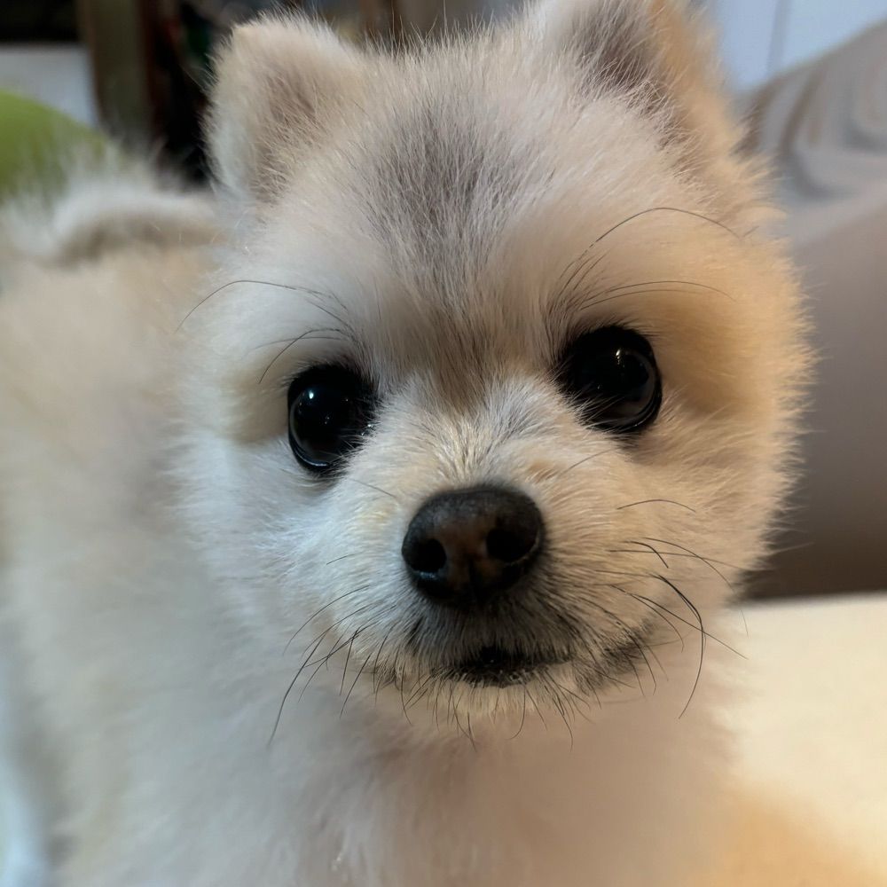 犬なで