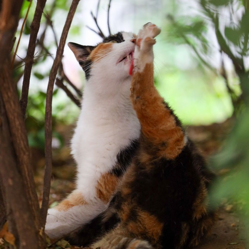 くれべー