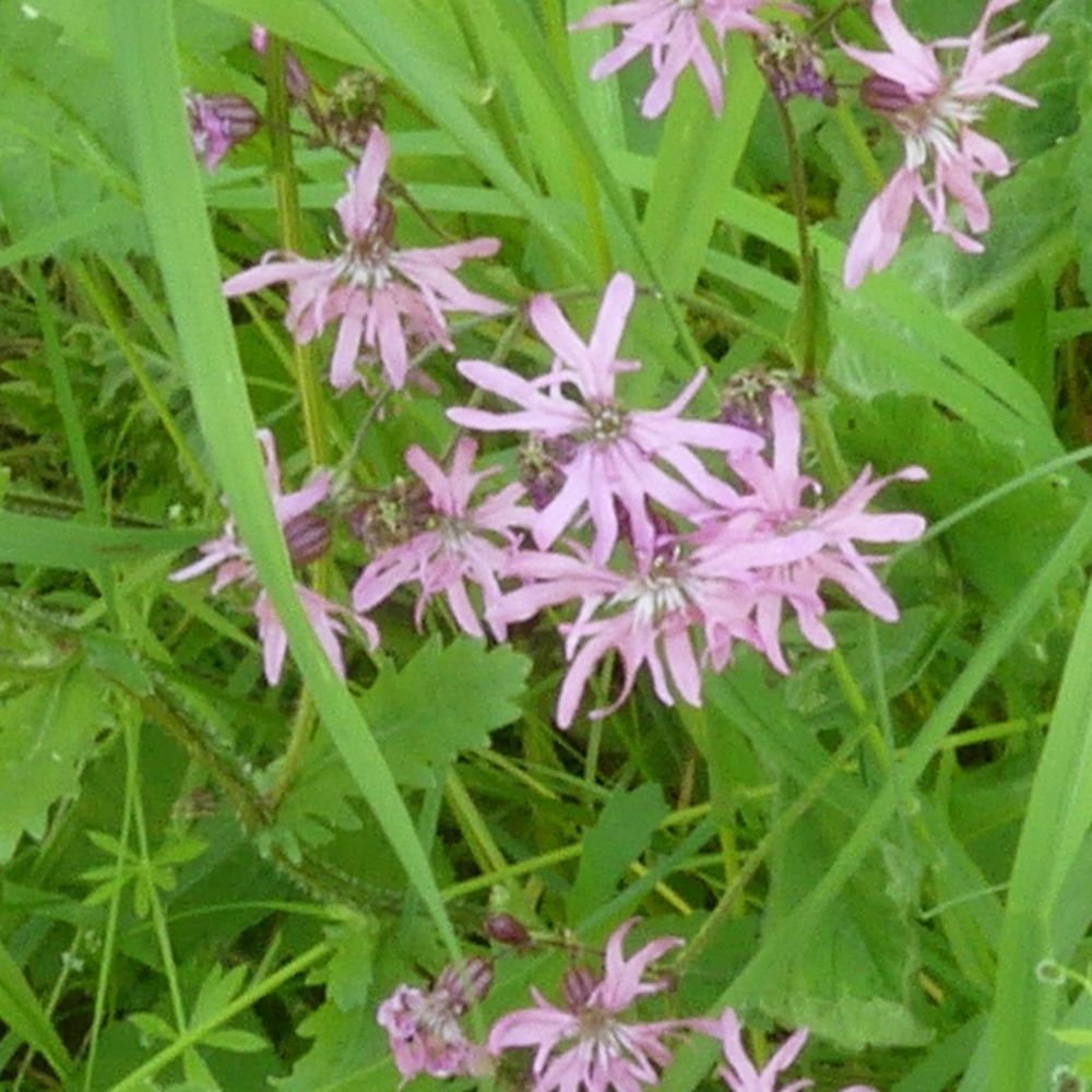 Ragged Robin
