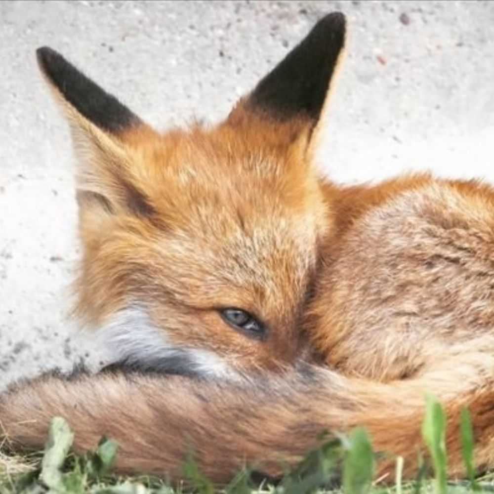Foxy: Beginner Voice Actor