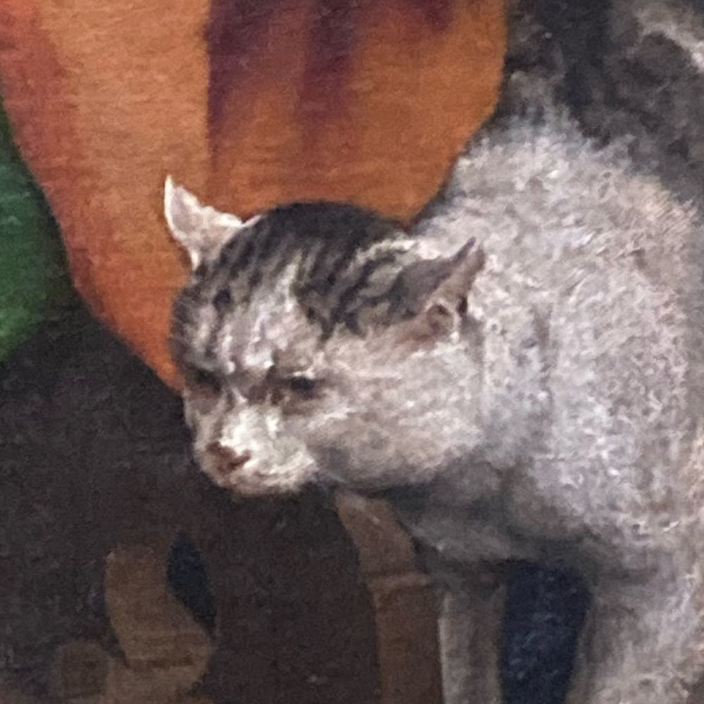 Copicolaure