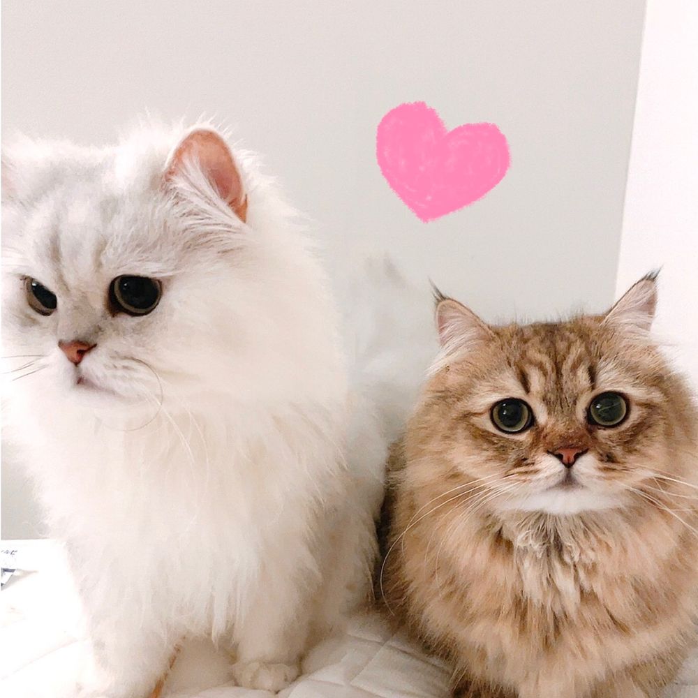 my cats🍷🐾