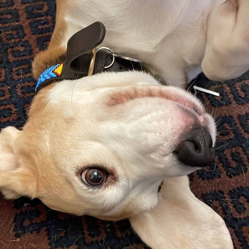 London Beagle