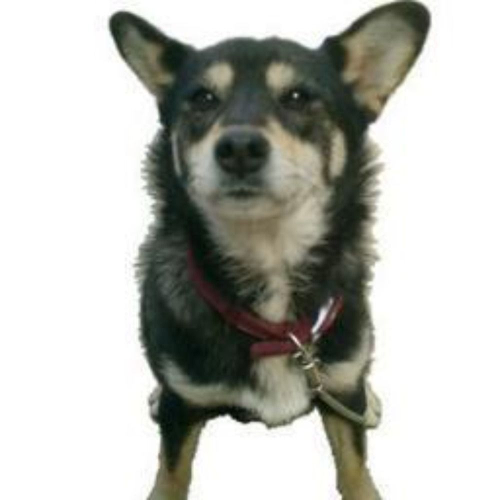 buntaro
