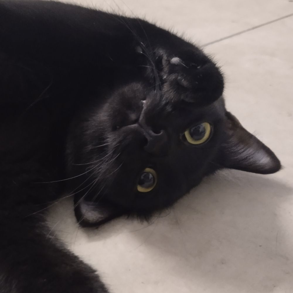 Cacao the Black Cat