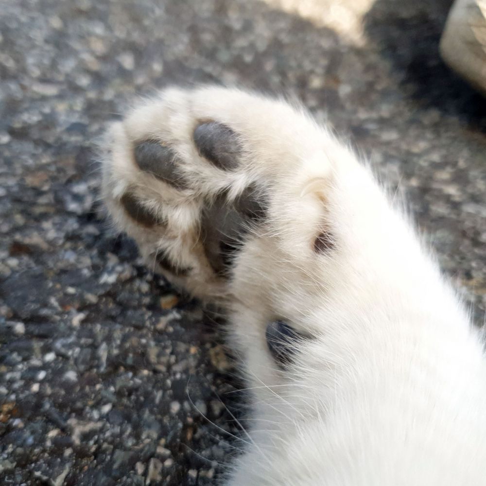 김양파