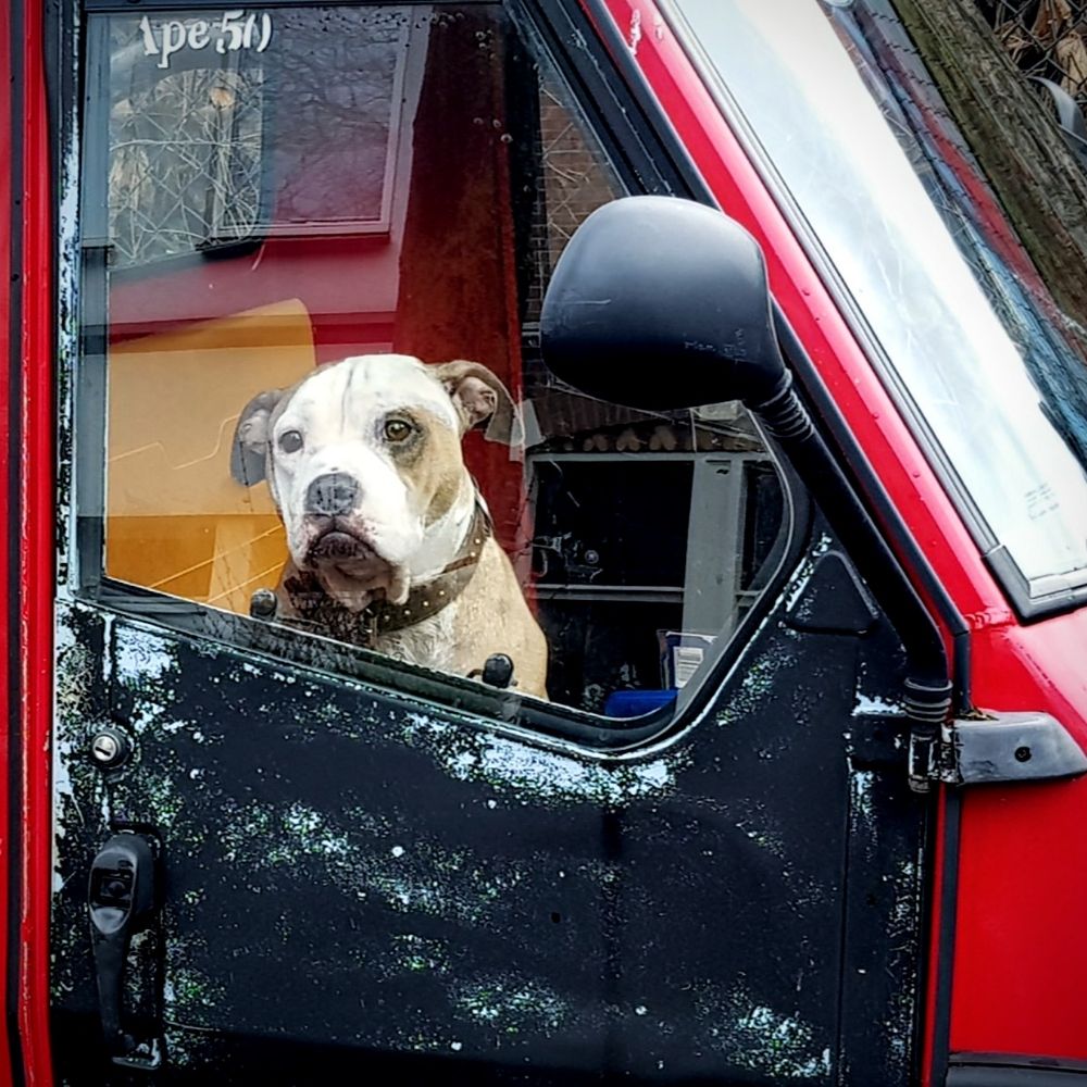 Un Chien