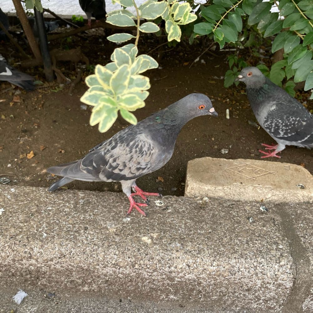 漬物