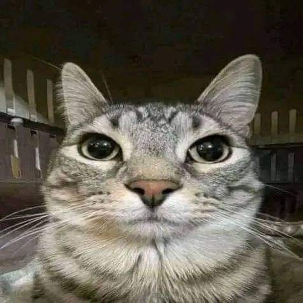 elon jelek