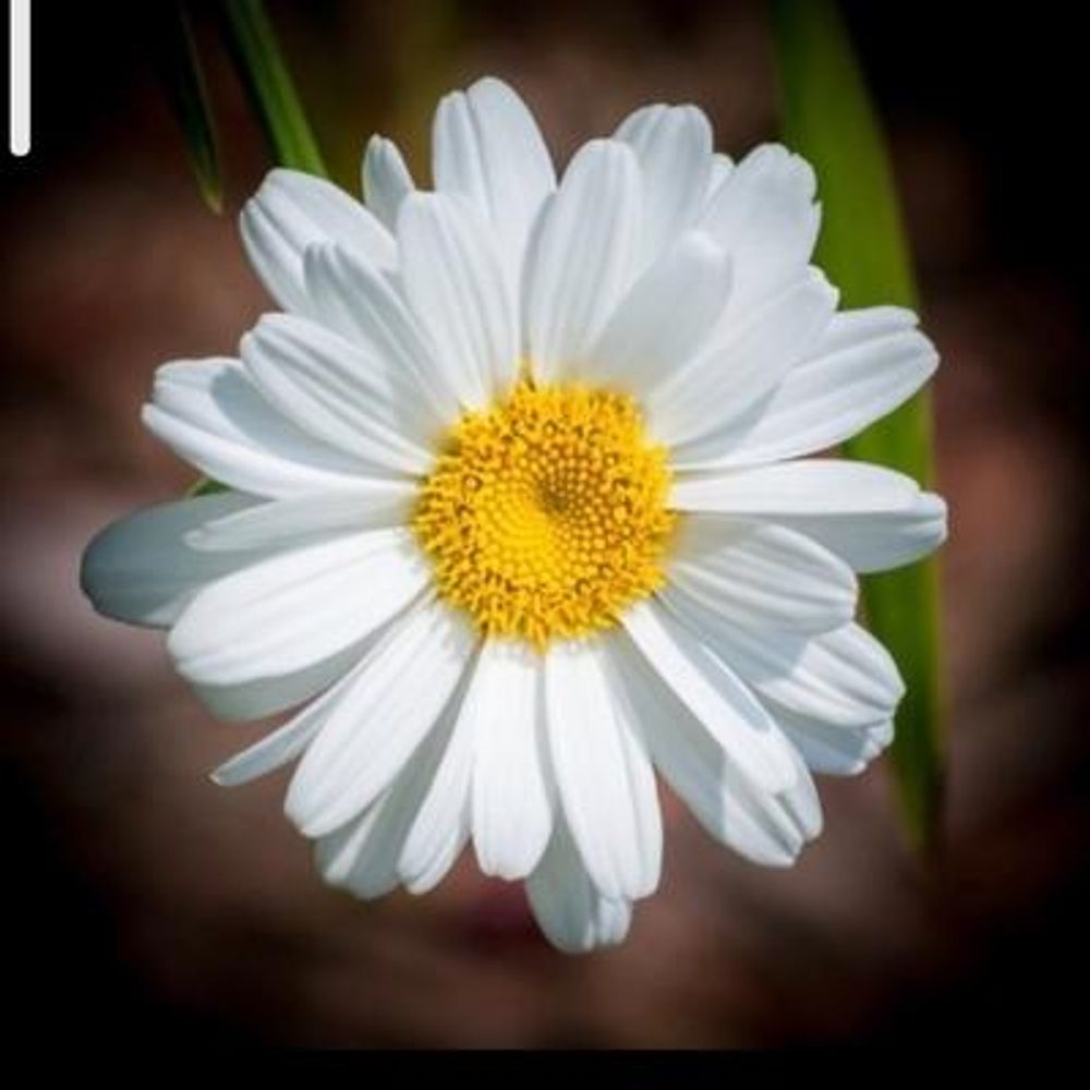 Lise Hubert