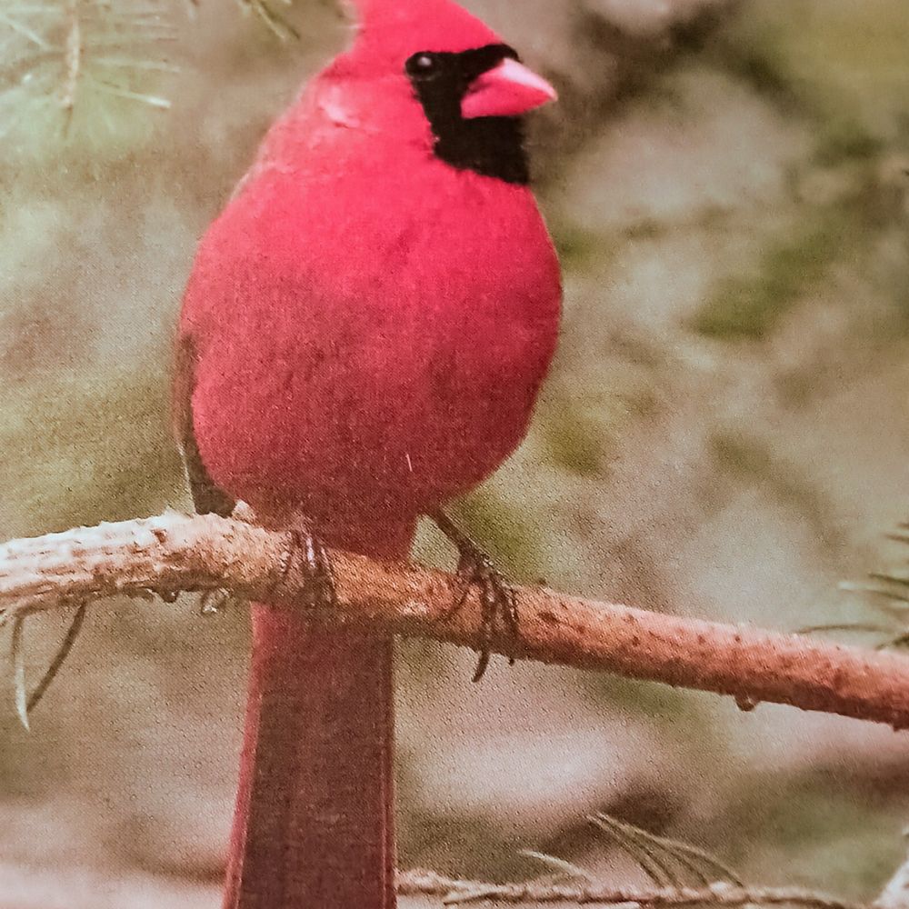 redcardinal13.bsky.social profile picture