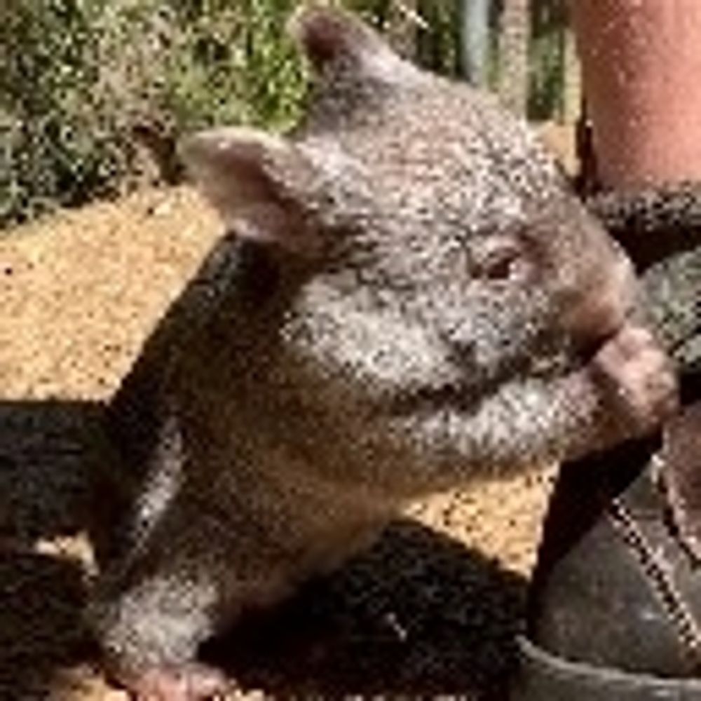 Werewombat