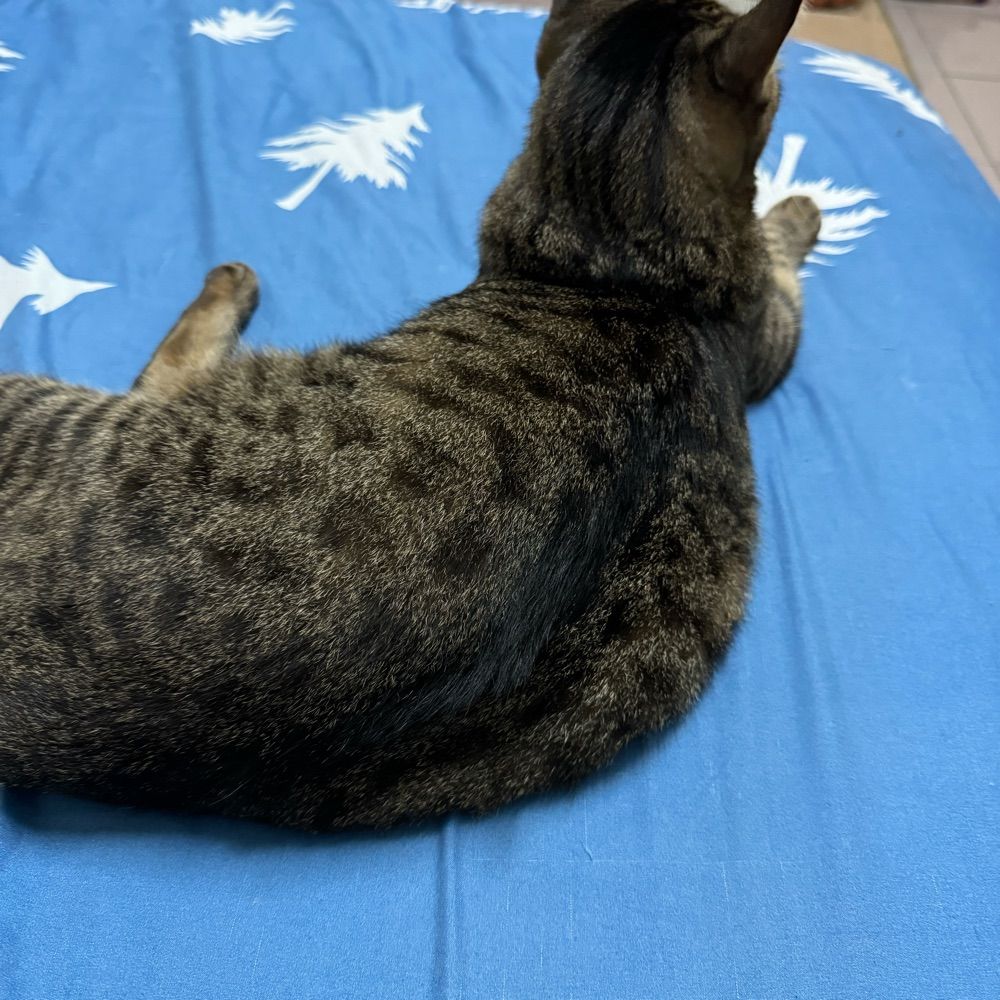 新手村裡的Finis
