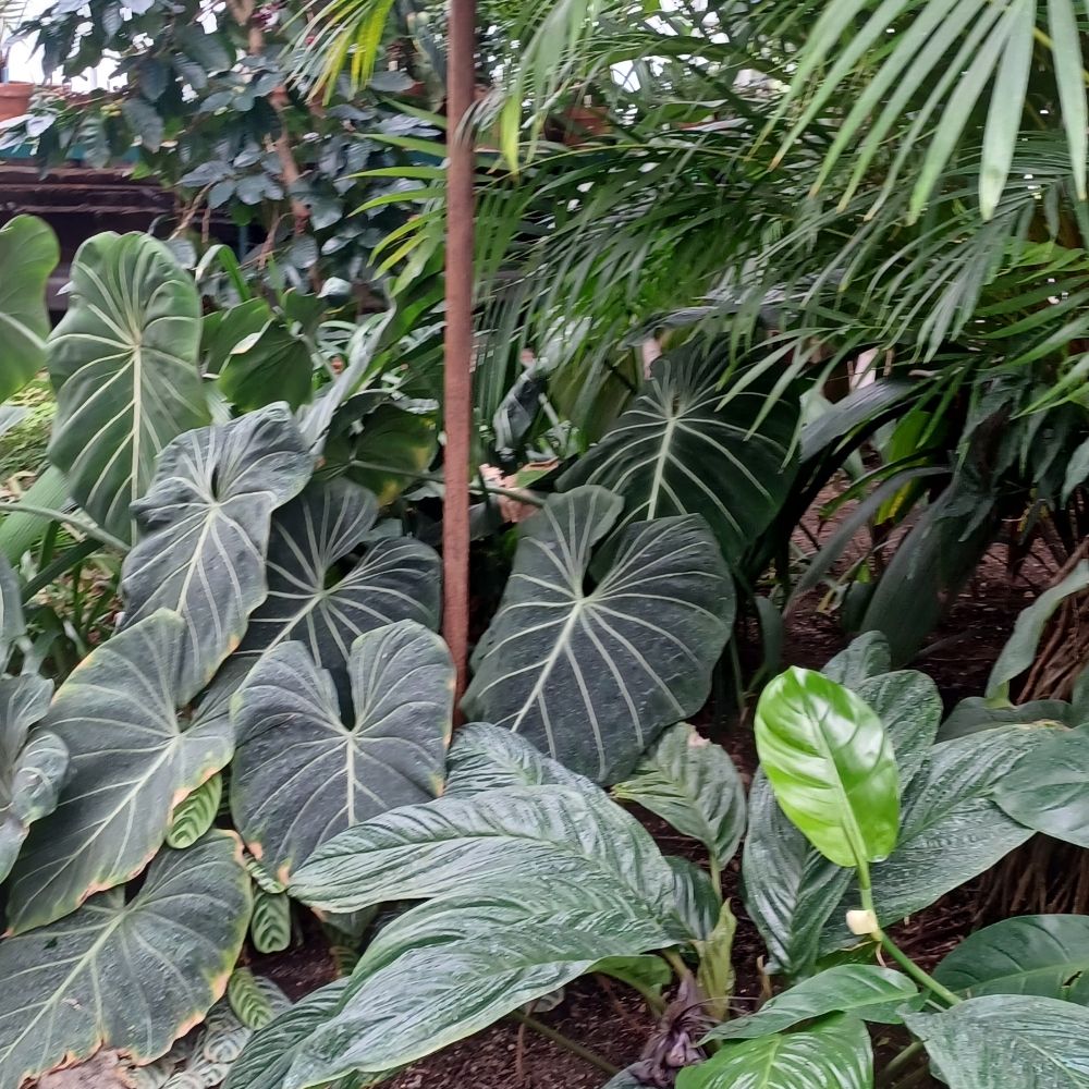 The Constant Gardener