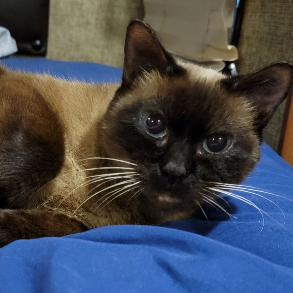 KittenCrusade