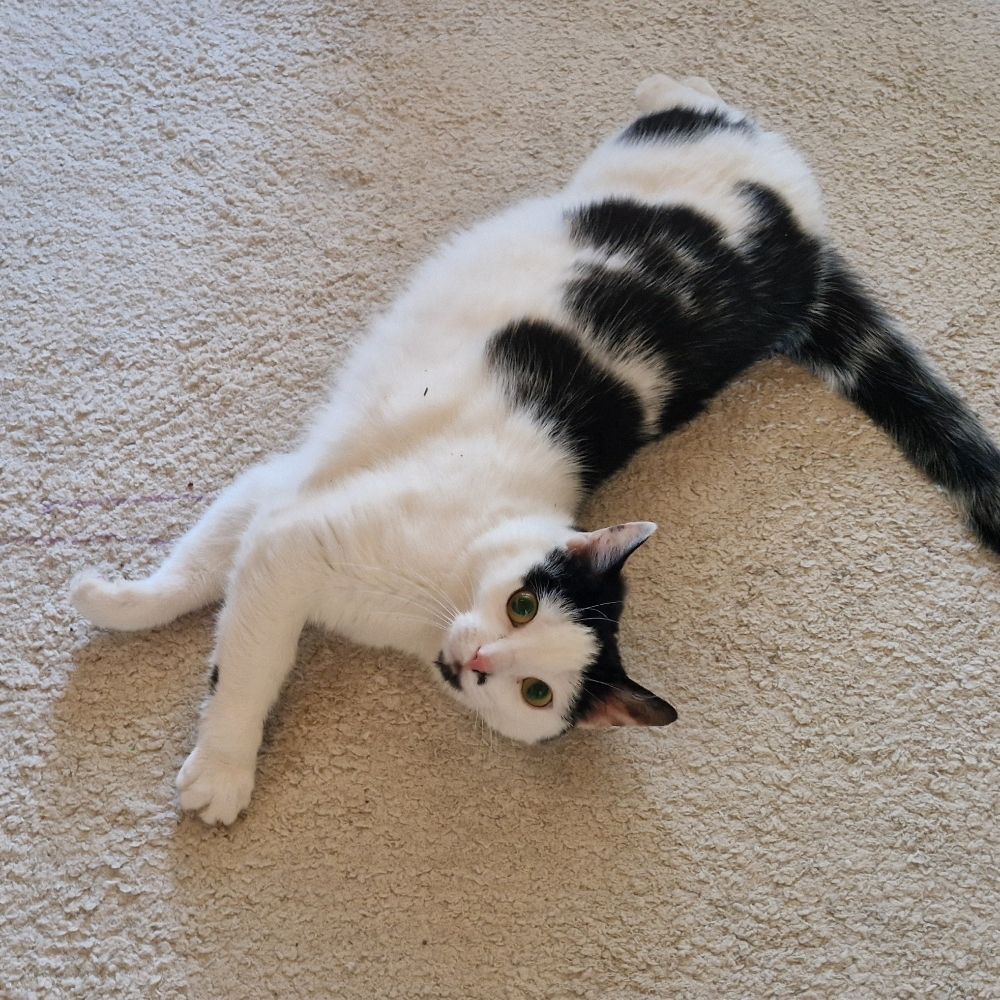 miso