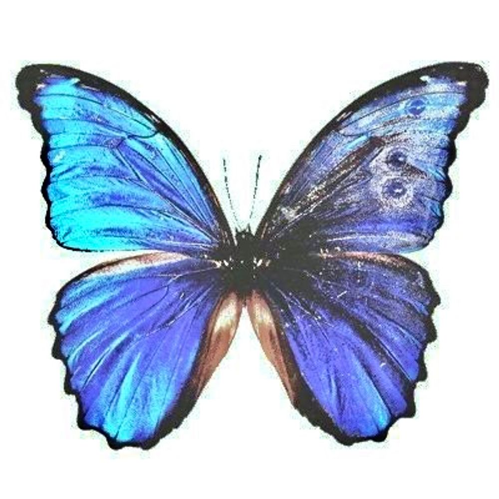 🦋