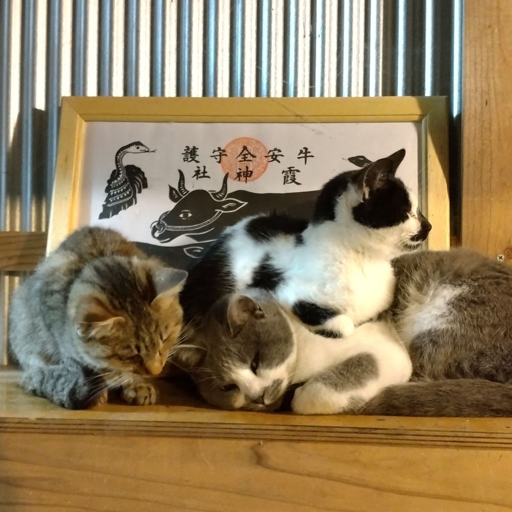 とらのねこ