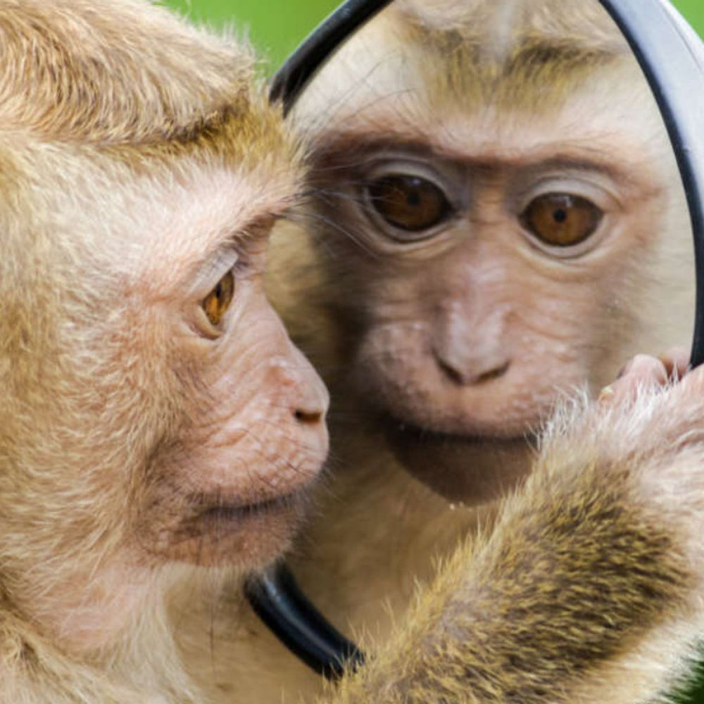 Monkeywire:  #1 in Primate News's avatar