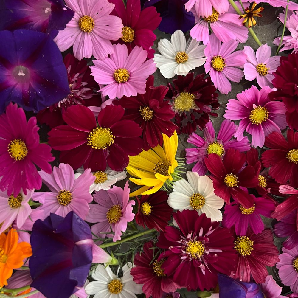 Leaf Blooms Art