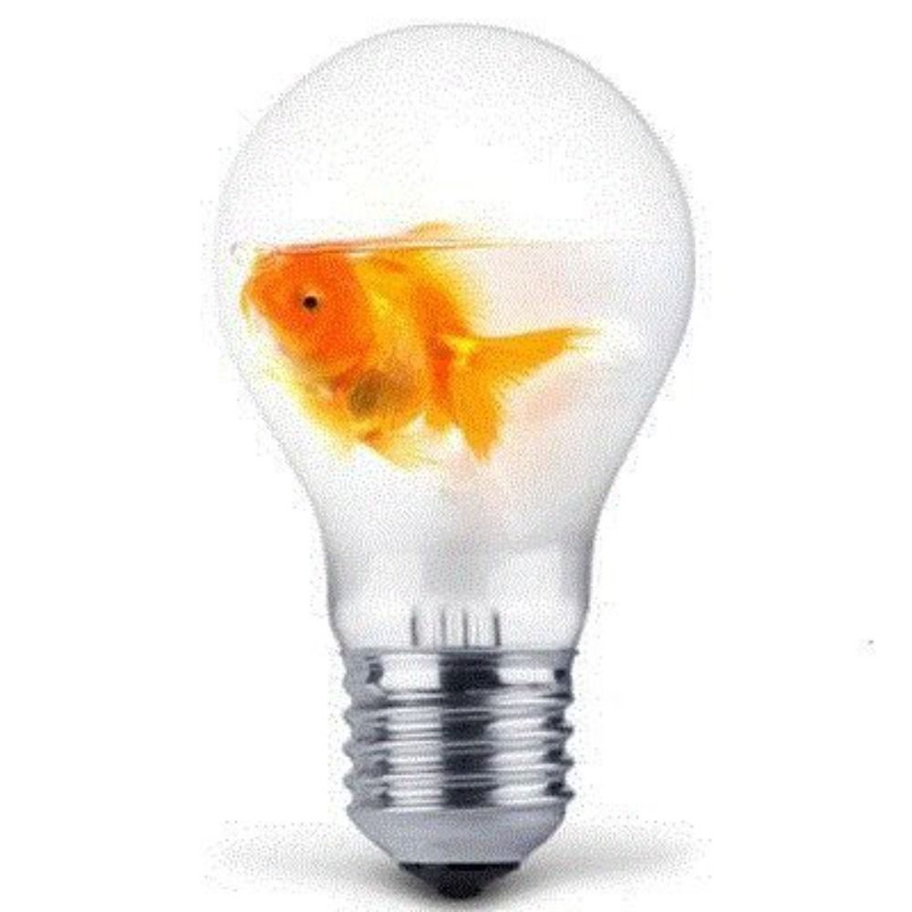 電球金魚