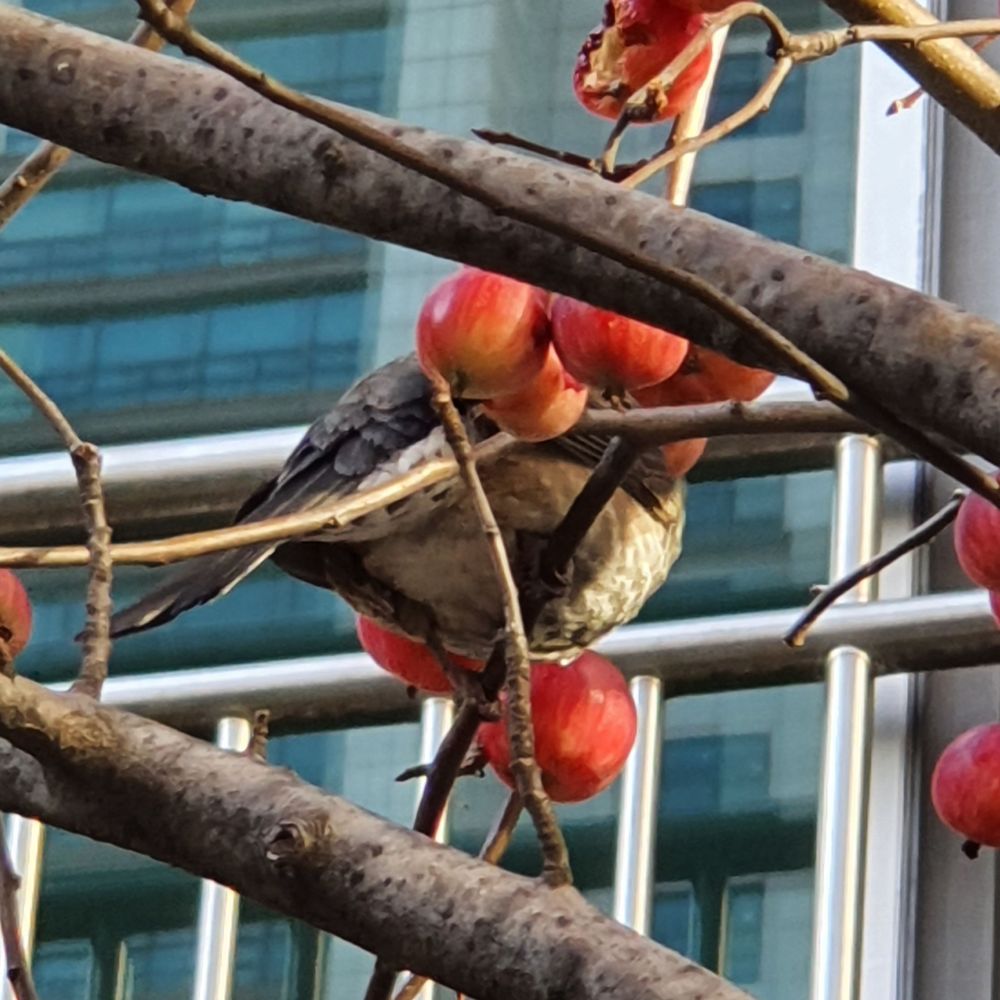 빵새