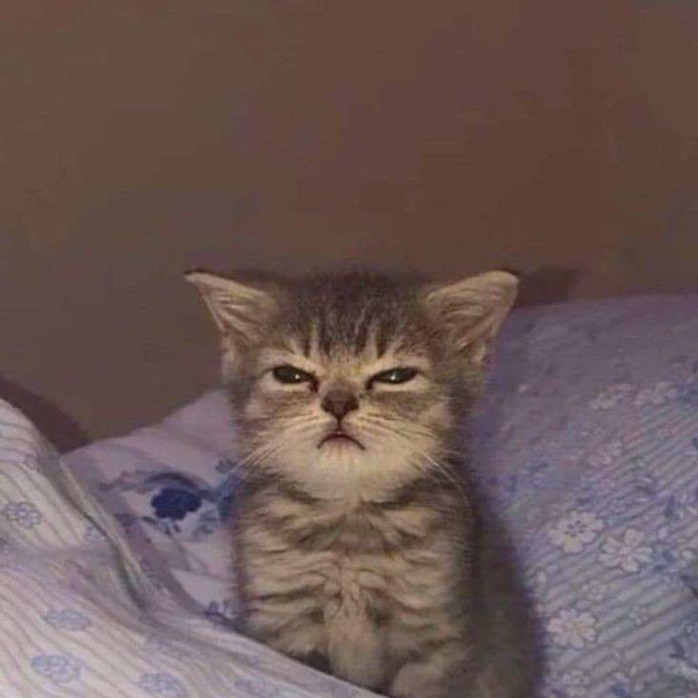UwU Cat