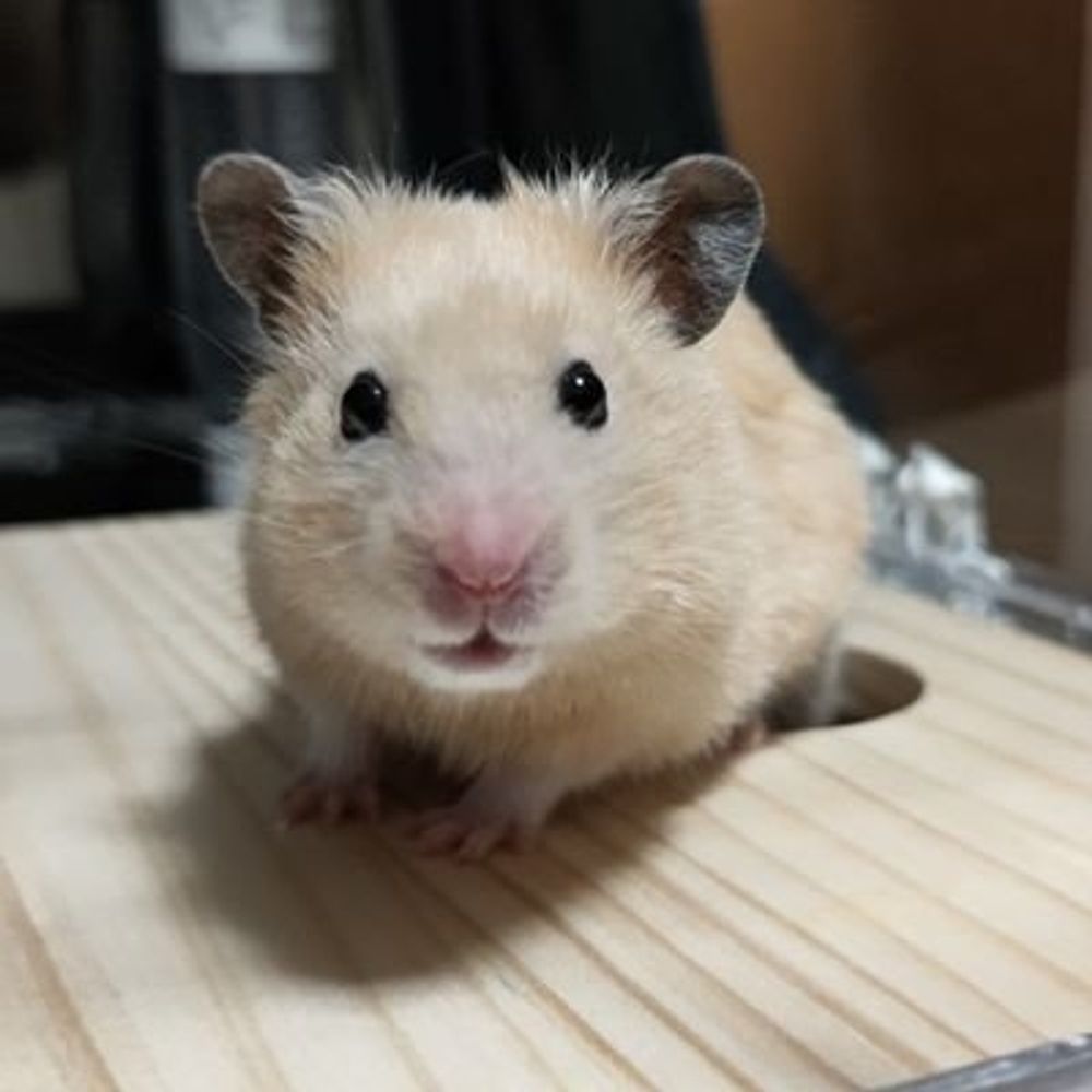 バイトハムスター