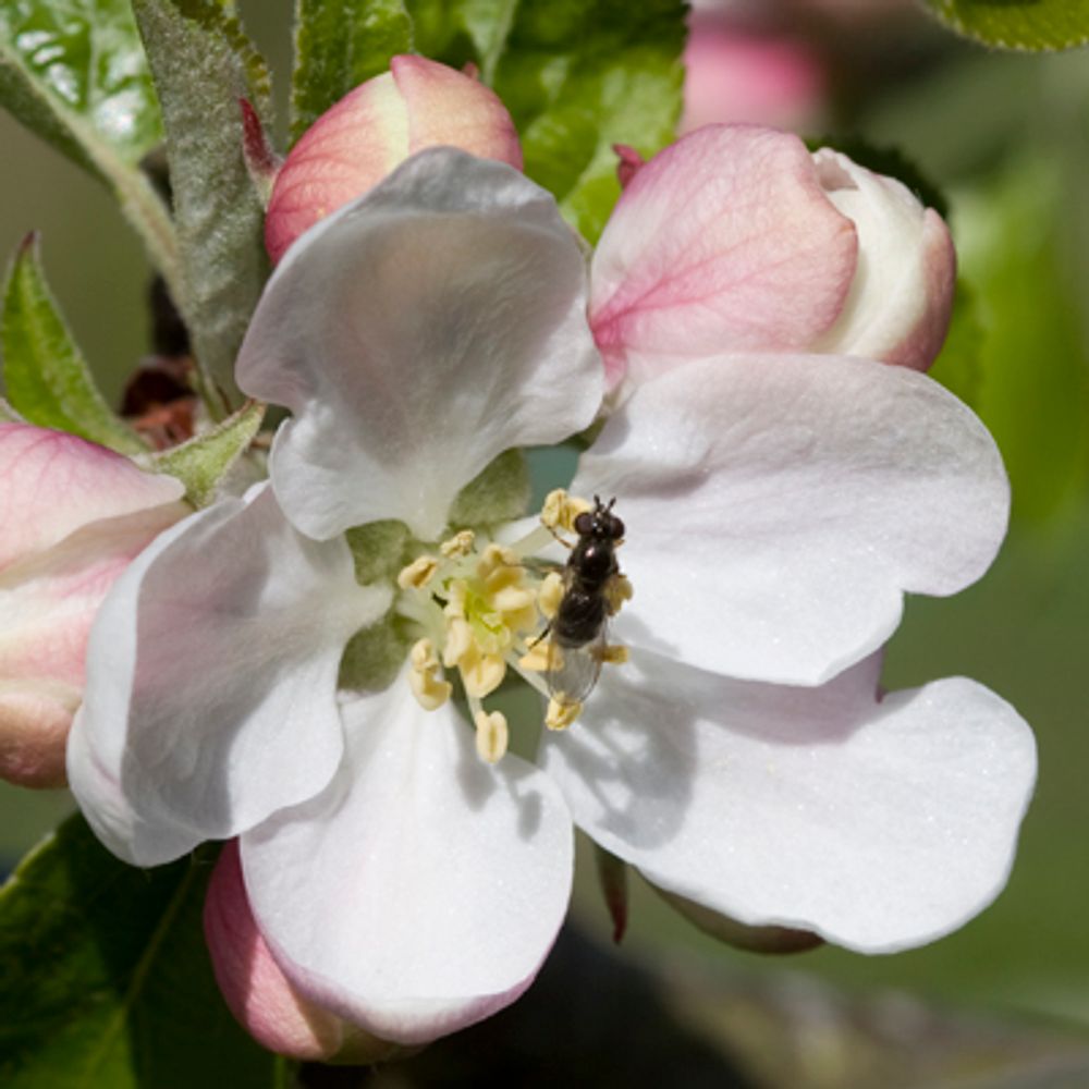 Horfield Orchard