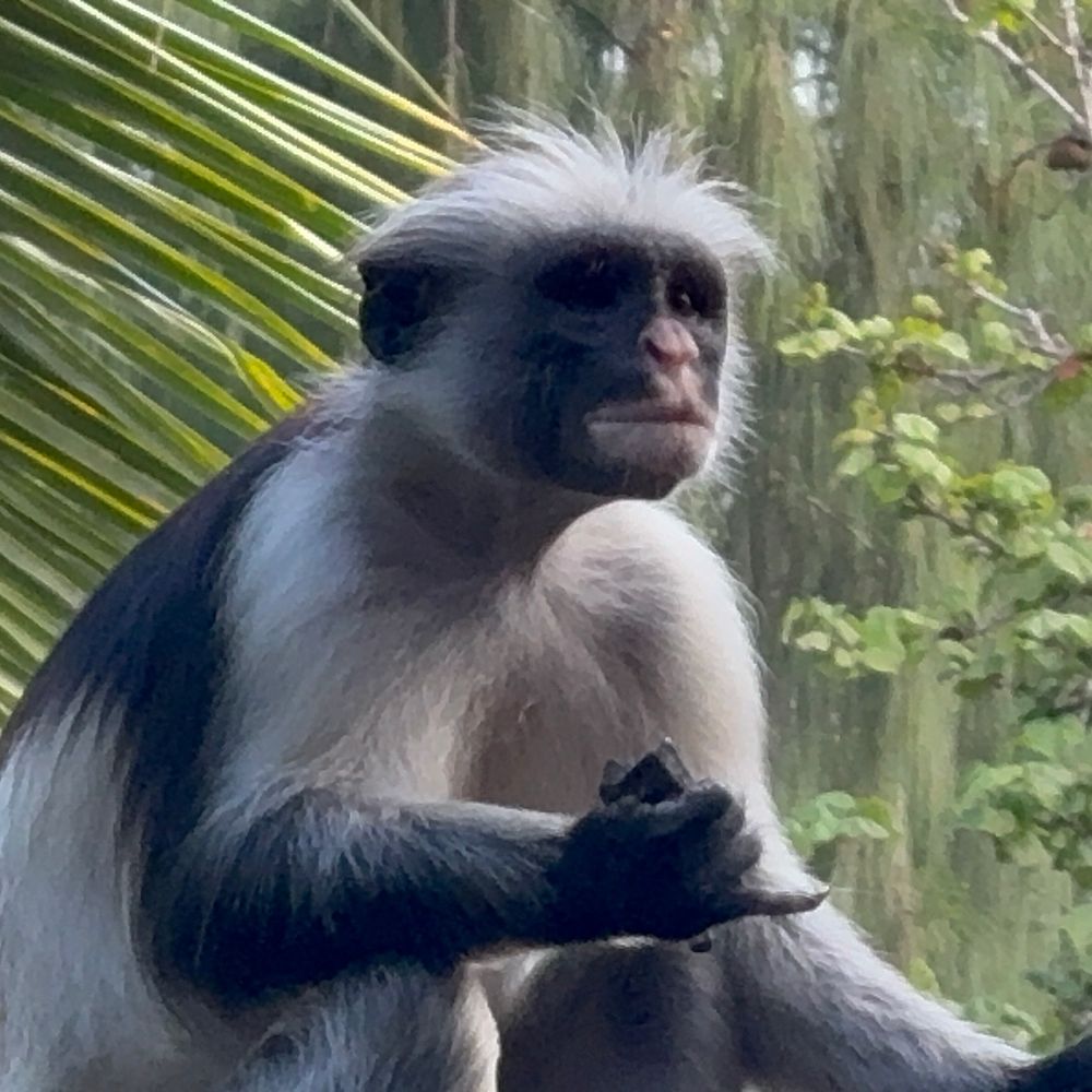 Zanzibar Red Colobus Project
