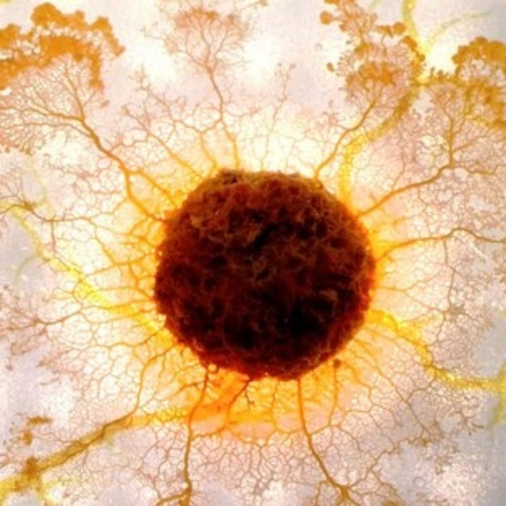 Blob et Blobette