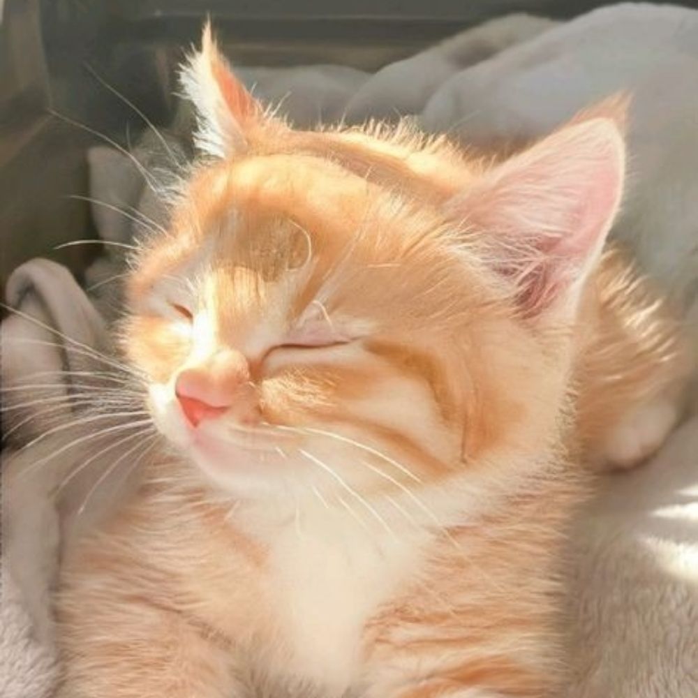 Dan 💗