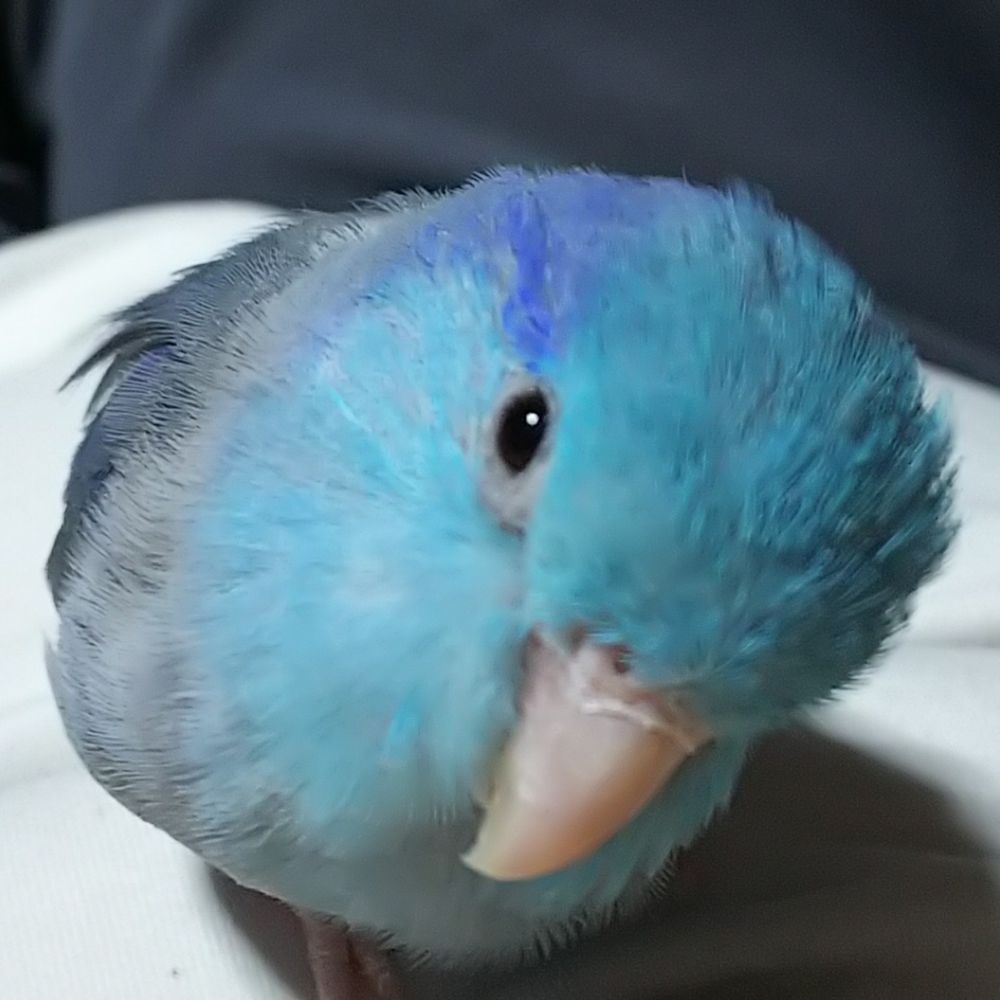天野