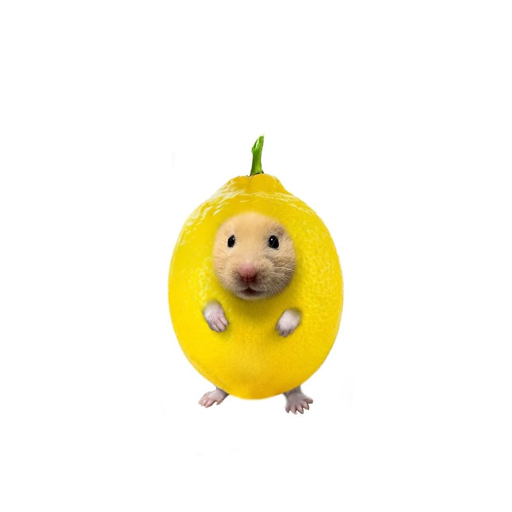 동누