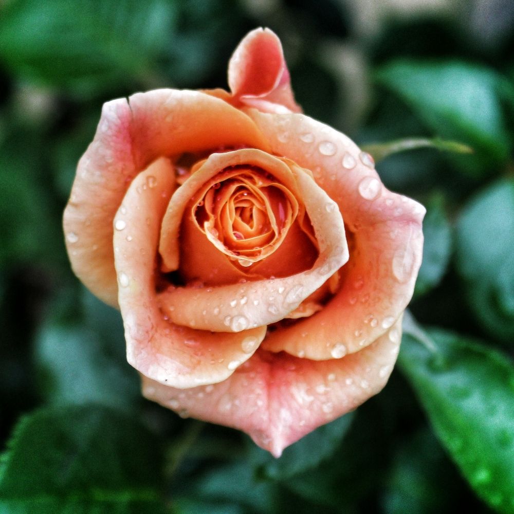 The Daily Flower