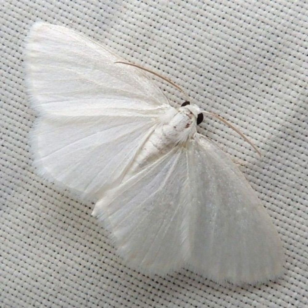 I'M A MOTH!!!!